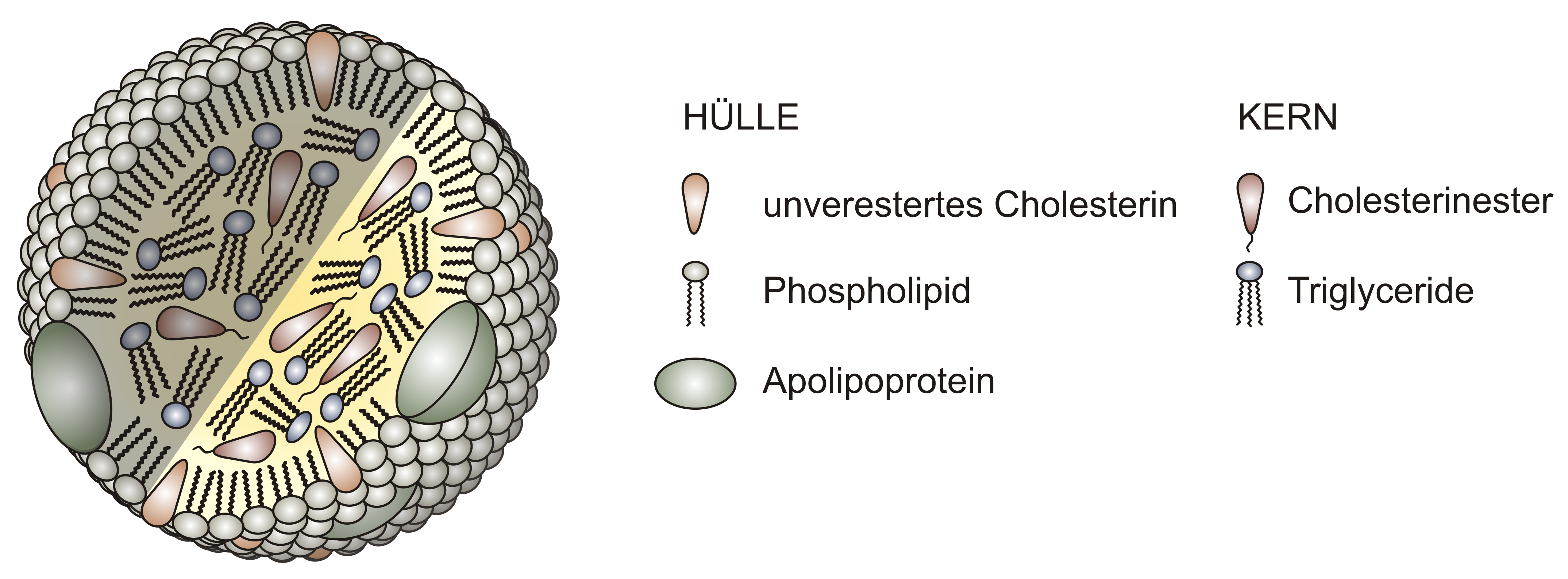 Was genau ist »Cholesterin« und welche Aufgaben hat es im Körper