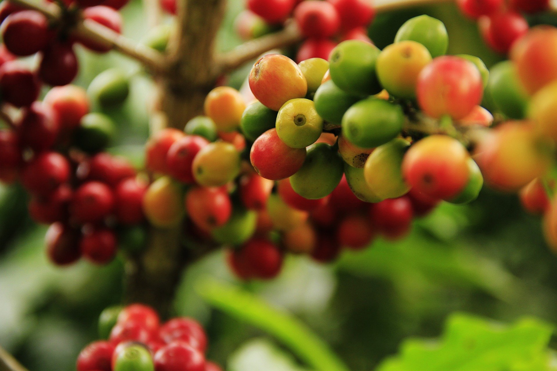 Details zum Polyphenolgehalt in gängigen Lebensmitteln