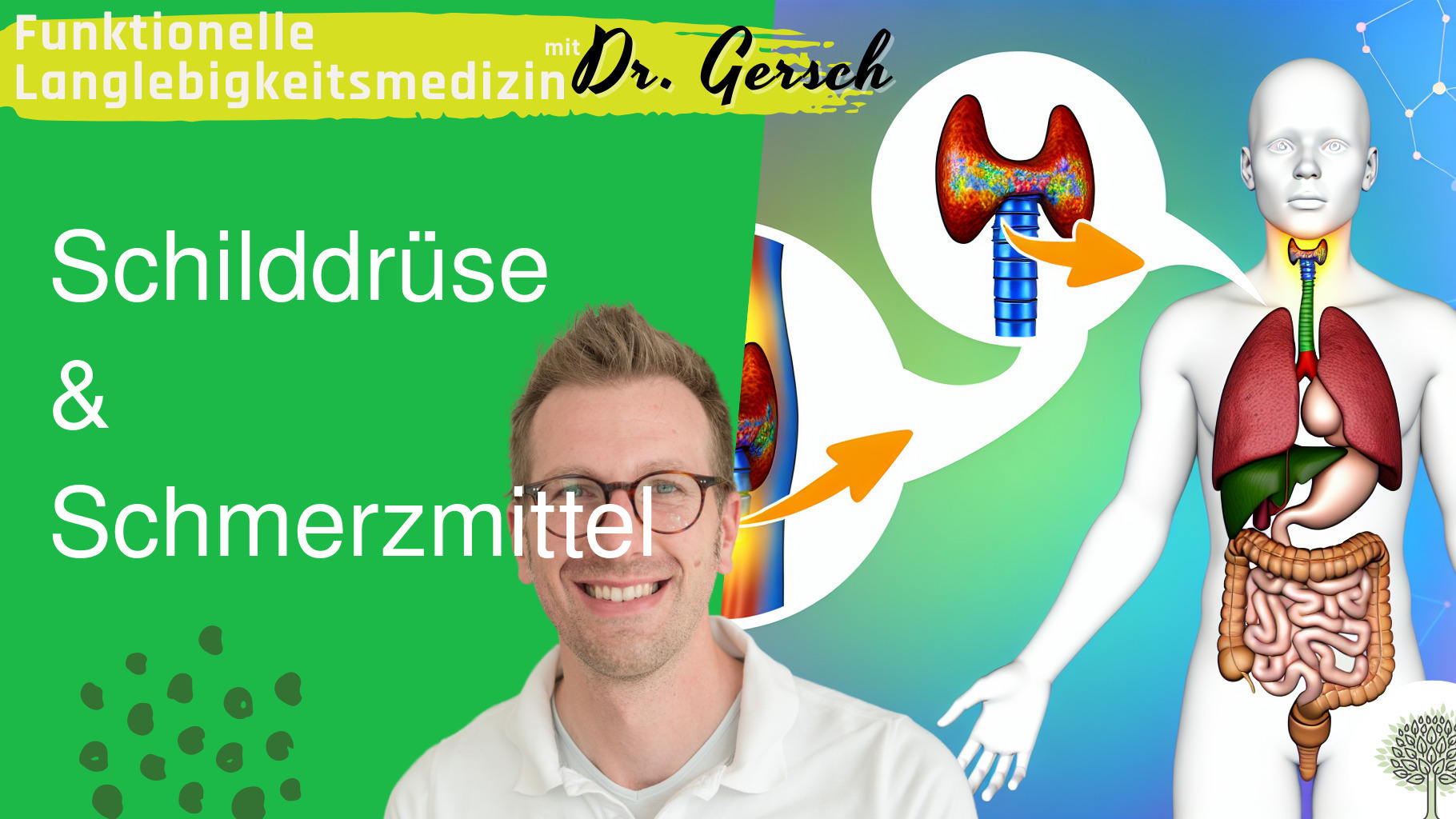 Mindert die Einnahme von Paracetamol die Umwandlung zu aktivem FT3? 