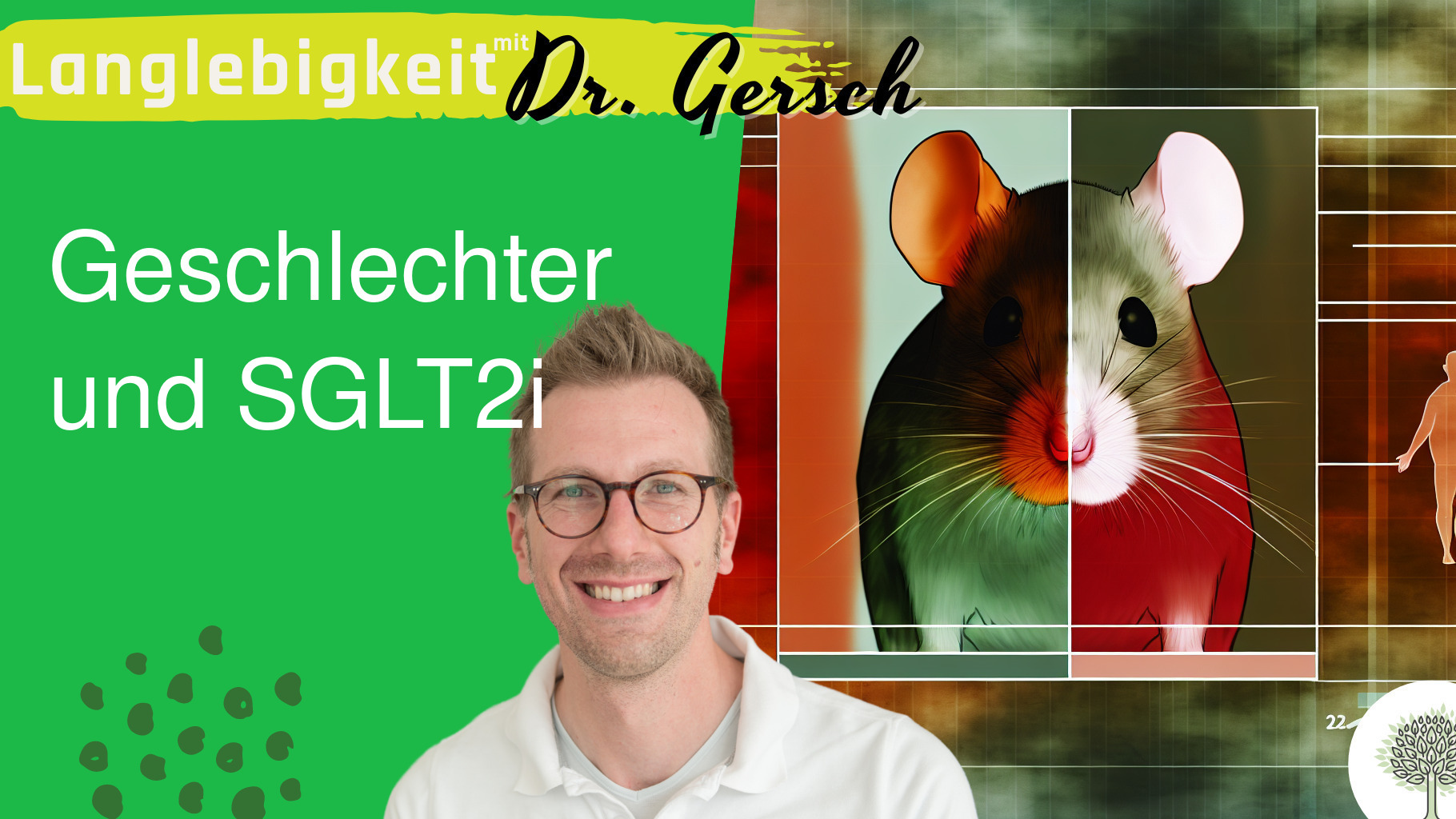 Warum profitieren weibliche Mäuse nicht von SGLT2-Inhibitoren? 